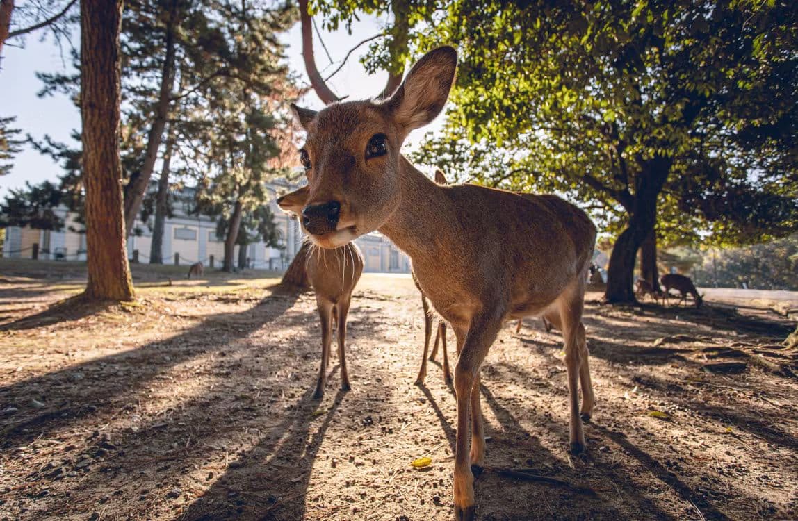 Day Trip to Nara — Nara